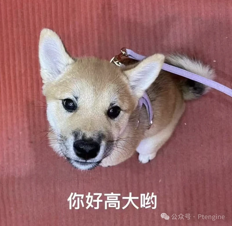 【品牌出海】4月11日美国宠物日营销指南