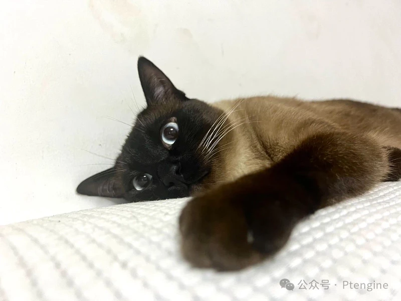 【品牌出海】4月11日美国宠物日营销指南
